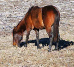 Florida' Official State Symbol - Horsel:Cracker Horse (Marshtackie)