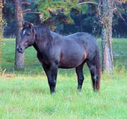 Florida' Official State Symbol - Horsel:Cracker Horse (Marshtackie)