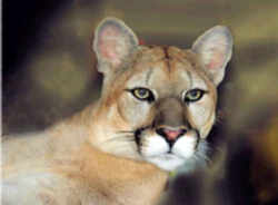 State Symbol: Florida State Animal: Florida Panther