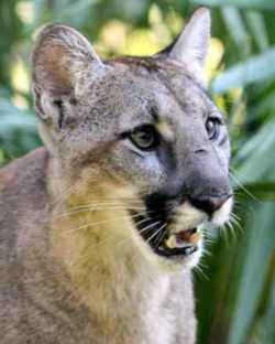 State Symbol: Florida State Animal: Florida Panther