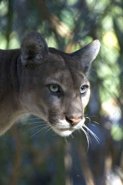 State Symbol: Florida State Animal: Florida Panther