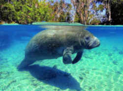 Florida State Marine Mammal: Manatee