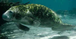 Florida State Marine Mammal: Manatee