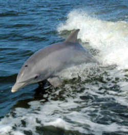 Florida State Saltwater Mammal: Porpoise