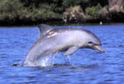 Florida State Saltwater Mammal: Porpoise