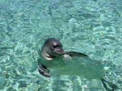 Hawaii State Mammal: Hawaiian monk seal (Monachus schauinslandi)