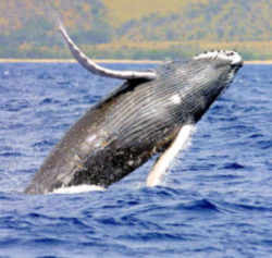 Hawaii Animal: Humpback Whale