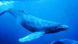 Hawaii Animal: Humpback Whale