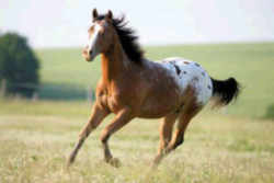 Idaho State Horse: Appaloosa