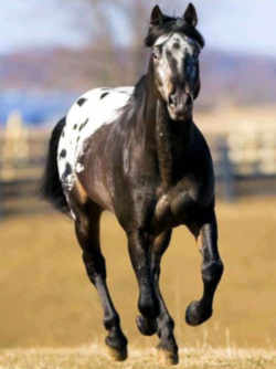 Idaho State Horse: Appaloosa