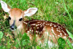 Illinois Official State Symbol - Animal: White-tail Deer