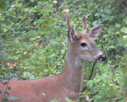 Illinois Official State Symbol - Animal: White-tail Deer