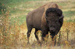 State Symbol: Kansas State Animal: Bison