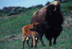 State Symbol: Kansas State Animal: Bison