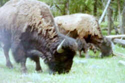 Kansas State Animal: American buffalo