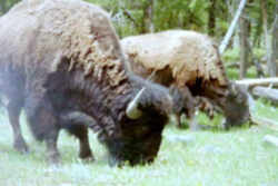 State Symbol: Kansas State Animal: Bison