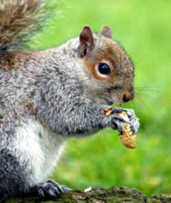 State Symbol: Kentucky State Game Animal: Grey Squirrel