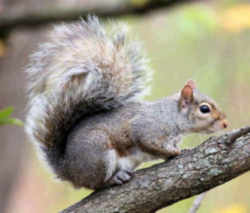 State Symbol: Kentucky State Game Animal: Grey Squirrel