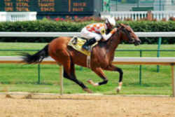 Kentucky' Official State Symbol - Horsel:Thoroughbred Horse