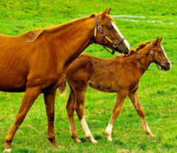 Kentucky State Horse: Thoroughbred