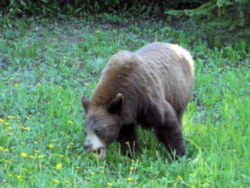 Louisiana State Mammall: Black Bear