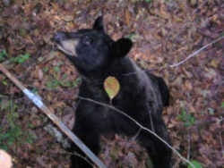 Louisiana State Mammall: Black Bear