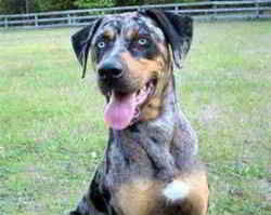 Louisiana State Dog: Louisiana Catahoula Leopard Dog 