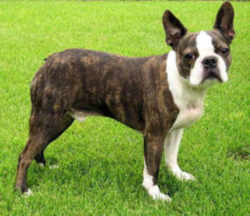 Massachusetts State Dog: Boston Terrier Pictured: Domino Cantu