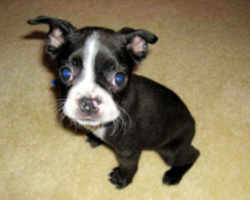 Massachusetts State Dog: Boston Terrier Pictured: Domino Cantu