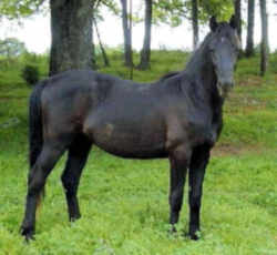 Massachusetts Horse: Morgan Horse