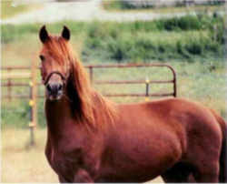Massachusetts Horse: Morgan Horse