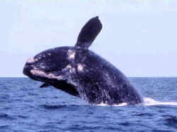 Massachusetts Right Whale