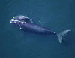 Massachusetts Right Whale