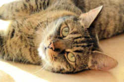 Massachusetts State Cat: Tabby Cat