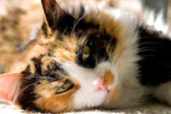 Maryland State Cat: Calico Cat