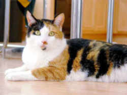 Maryland State Cat: Calico Cat