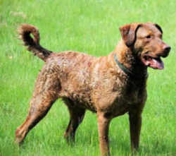 Maryland Dog: Chesapeake Bay Retriever 