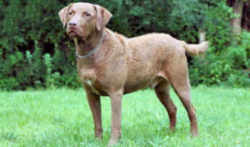 Maryland Dog: Chesapeake Bay Retriever 