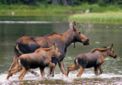 State Symbol: Maine State Animal: Moose