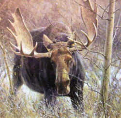 State Symbol: Maine State Animal: Moose