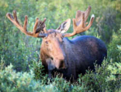 State Symbol: Maine State Animal: Moose