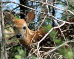 Michigan White-tailed Deer
