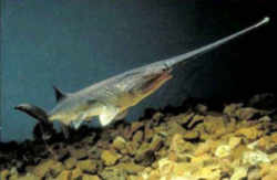 Missouri Paddlefish or Spoonbill