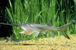 Missouri Paddlefish or Spoonbill