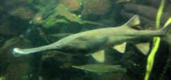 Missouri Paddlefish or Spoonbill