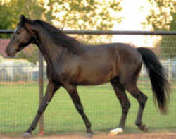 Missouri Horse Missouri Fox Trotting Horse