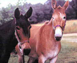 State Symbol: Missouri State Animal: Missouri Mule