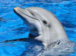 Mississippi Bottlenose Dolphin