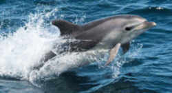 Mississippi Bottlenose Dolphin