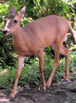Mississippi White-tailed Deer